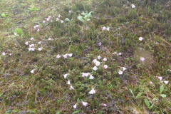 R. pumilum in Arunachal Pradesh