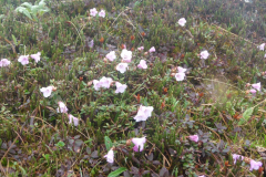 R. pumilum in Arunachal Pradesh