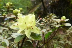 R. rupicola var. chryseum flowers