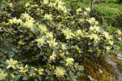 R. rupicola var. chryseum Habit
