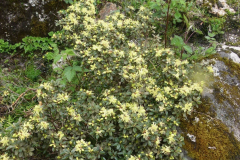 R. rupicola var. chryseum Habit