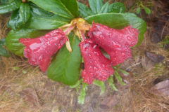 R. sanguineum ssp. sanguineum Flowers