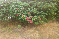 R. sanguineum ssp. sanguineum