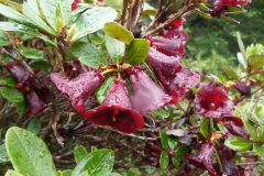 R. sanguineum var. haemaleum
