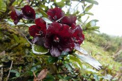 R. sanguineum var. haemaleum