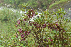 R. sanguineum var. haemaleum Habit
