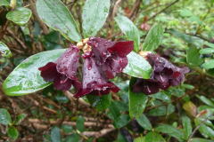 R. sanguineum var. haemaleum