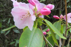 R souliei flowers