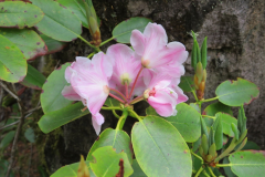 R. souliei flowers and foliage