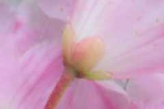 R. souliei calyx