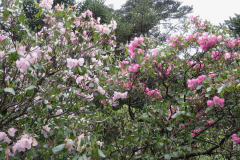 R. souliei Habit