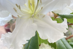 R veitchianum flower close up