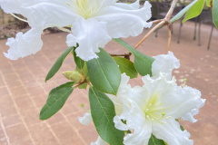 R veitchianum flowering branch