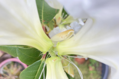 R veitchianum trus showing the calyx