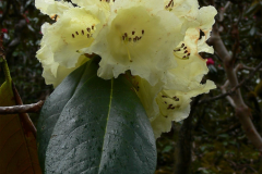 R. wightii floweing in Arunachal Pradesh