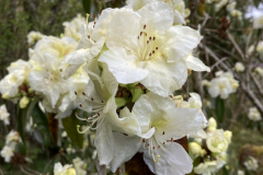 R zaleucum var flaviflorum flowers