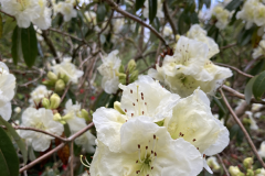 R zaleucum var flaviflorum flowers