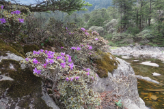R_amunsdenianum Habitat
