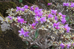 R_amunsdenianum typical dwarf habit