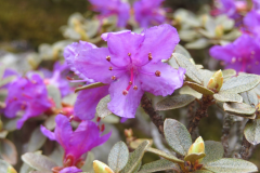 R. amunsdenianum fowers