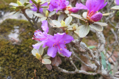 R_amunsdenianum flowers