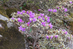 R_amunsdenianum plant
