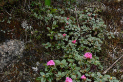 R_anthopogon-ssp-anthopogon-var-anthopogon-in-Arunachal-Pradesh