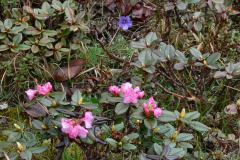 R_anthopogon-ssp-anthopogon-var-anthopogon_F
