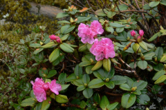 R_anthopogon-ssp-anthopogon-var-anthopogon_F2
