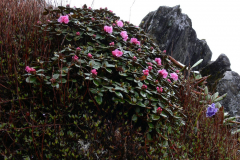R_anthopogon-ssp-anthopogon-var-anthopogon_H