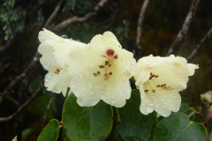 R_campylocarpum-ssp-campylocarpum_F