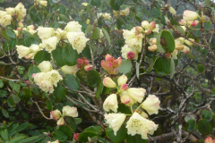 R_campylocarpum-ssp-campylocarpum_F2