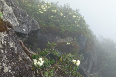 R_campylocarpum-ssp-campylocarpum_H