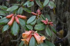 R_cinnabarinum-ssp-cinnabarinum_F