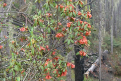 R_cinnabarinum-ssp-cinnabarinum_F2