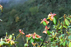 R_cinnabarinum-ssp-cinnabarinum_F3