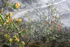 R_cinnabarinum-ssp-cinnabarinum_F5