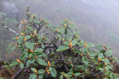 R. tsariense foliage