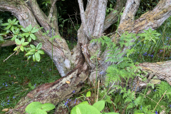Rh arboreum var. zeylanicum
