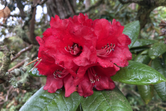Rh arboreum var. zeylanicum