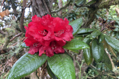 Rh arboreum var. zeylanicum
