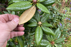 Rh arboreum var. zeylanicum