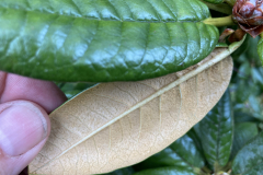Rh arboreum var. zeylanicum