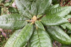 Rh arboreum var. zeylanicum