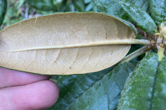 Rh arboreum var. zeylanicum