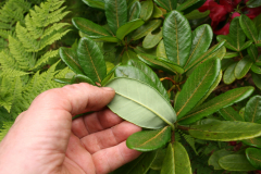 Rh cerasinum