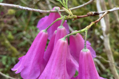 R cinnabarinum_ sp. tamaense flowers