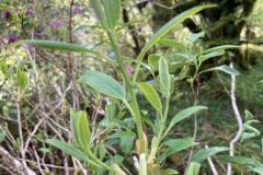 R cinnabarinum_ sp. tamaense foliage