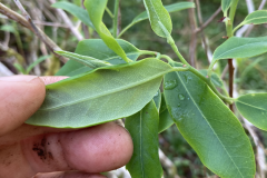 R cinnabarinum_ sp. tamaense foliage and underleaf