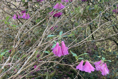 R cinnabarinum_ sp. tamaense flowers and stems